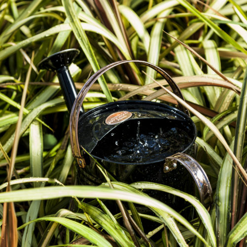 How to collect rainwater for plants Stodels