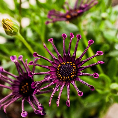 Close-up of purple osteospermum flower with yellow centres against blurred green leaves in the background.