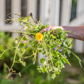 Win the war on weeds 