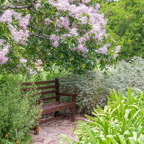 Wooden bench under tall lilac bushes in full bloom in a garden setting.