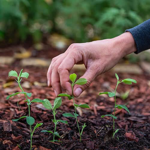 How to grow sweet peas | Blog | Stodels Garden Centre