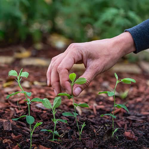 Hands planting small green seedlings into soil in an outdoor garden.