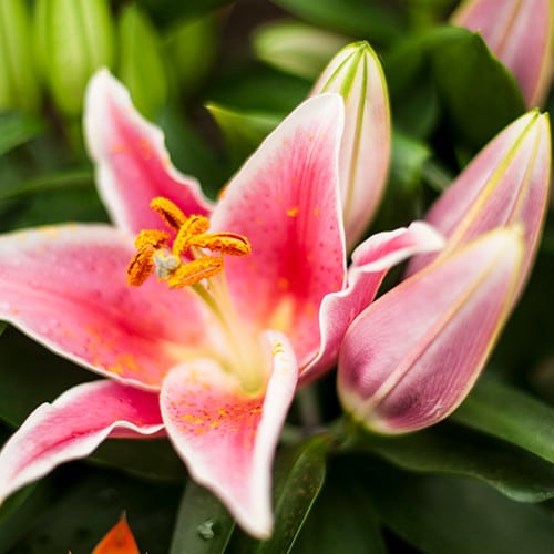 Two pale pink lily flowers and buds against a background of green foliage.