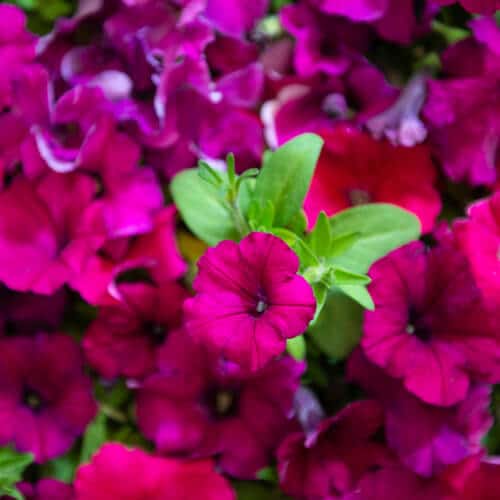 Winter-flowering plants | Stodels Nursery