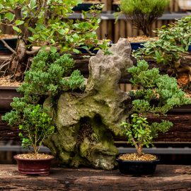 Beginner’s guide to bonsai