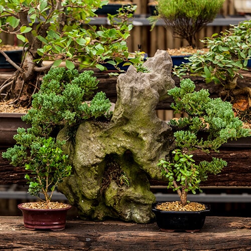 Potted bonsai trees with small green leaves shaped into interesting forms.