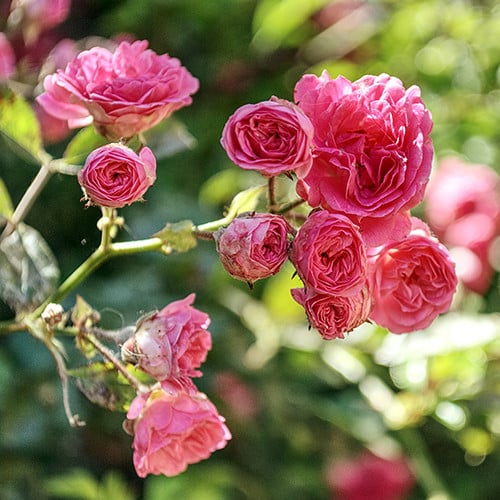 Pink English roses in various stages of bloom on leafy branches.