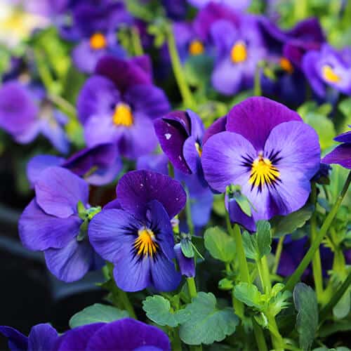 Vibrant purple violas with yellow centres clustered together.