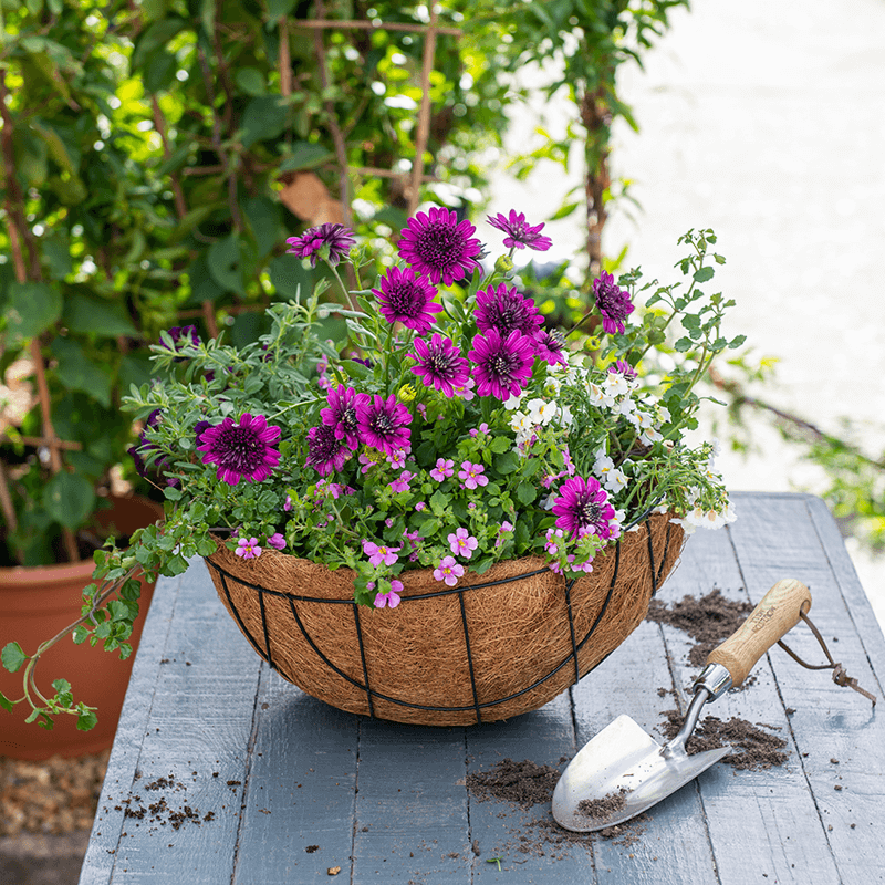 Potted purple and white flowers arranged in a rustic wire and fibre basket on a wooden table.