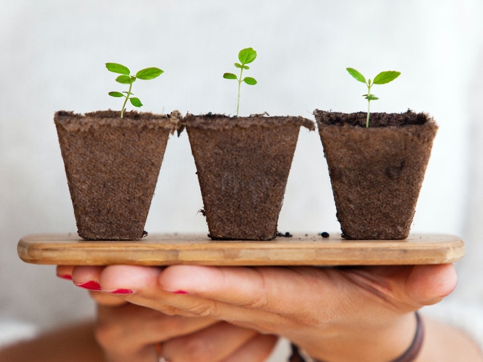 Three seedlings in biodegradable pots held on a wooden board by a person's hands.