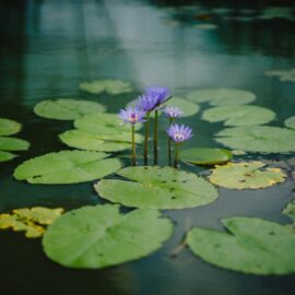 Creating the Perfect Pond