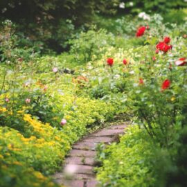 How to Make Your Garden Smell Perfume Beautiful