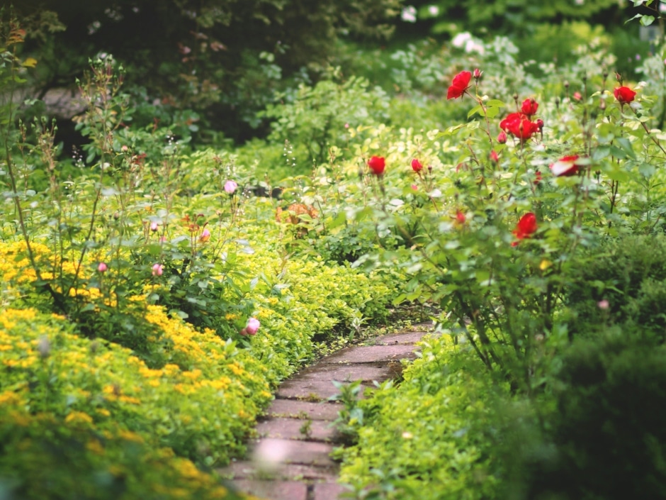 A garden path lined with lush green plants and bright red roses.