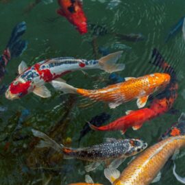 Taking Care of your Koi