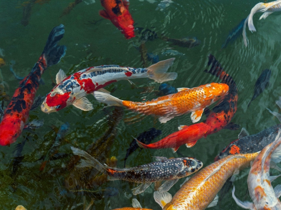 A school of colourful koi fish swimming in a pool of rippling water.