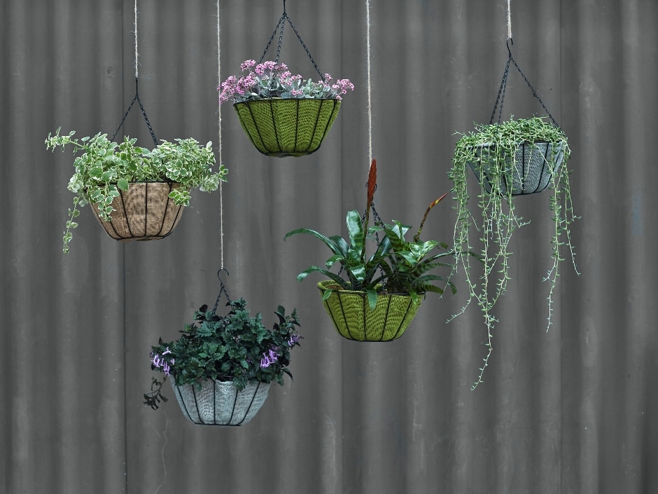 A selection of plants in hanging baskets against a grey background.