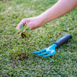 Get rid of Weeds the easy way