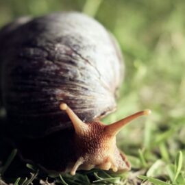 Snail Blazers