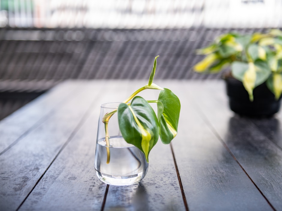 A cutting of a philodendron plant in a glass of water on an outdoor table.
