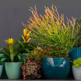 Advantages of Container Gardening