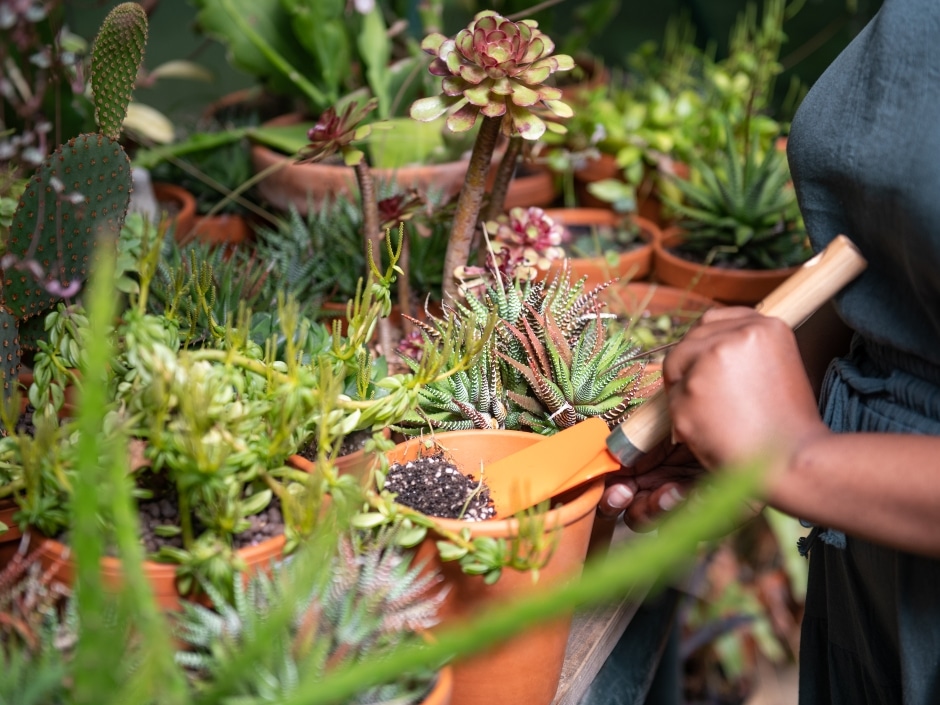 Hands tending to various succulent plants in planters while using a gardening tool.