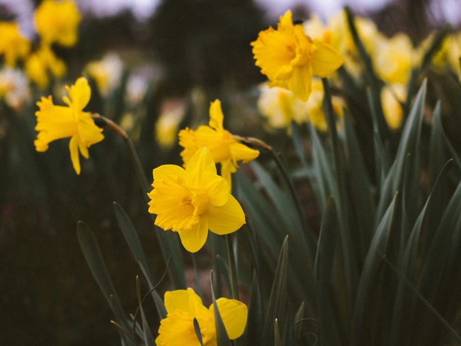 A close-up view of bright yellow daffodil flowers growing outdoors.