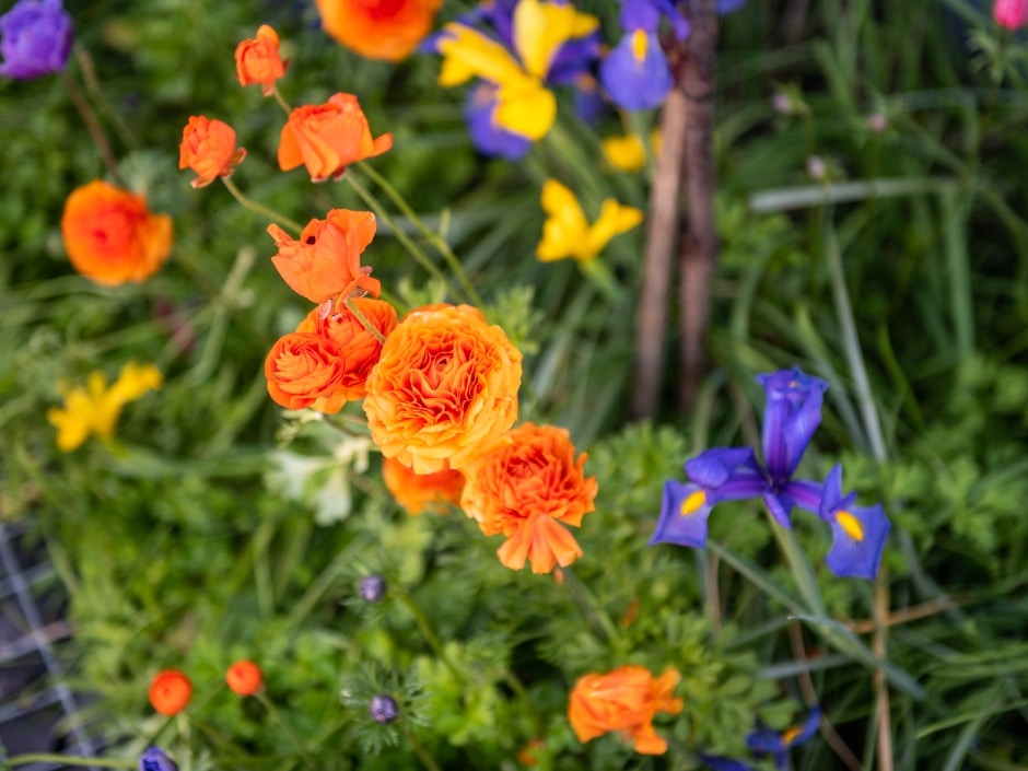 A colourful garden bed with orange, purple, and yellow flowers in full bloom.