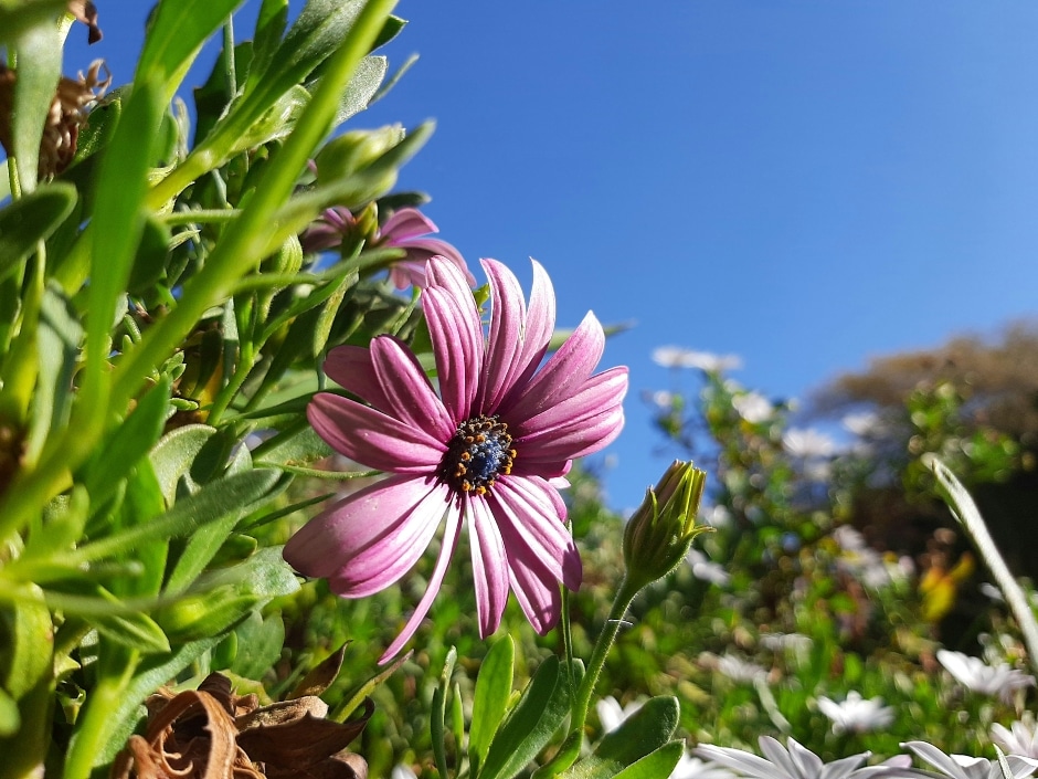 A close-up of a vibrant pink daisy flower blooming against a clear blue sky, surrounded by green foliage.