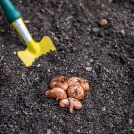 Time to get Spring bulbs in the ground