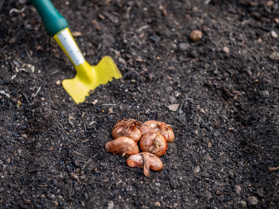 A hand trowel lying on soil next to a cluster of brown mushrooms sprouting from the ground.