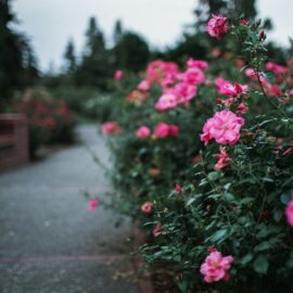 A Garden of Love