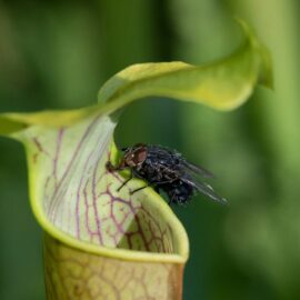 Focus on Carnivorous Plants