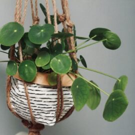 Hanging Gardens