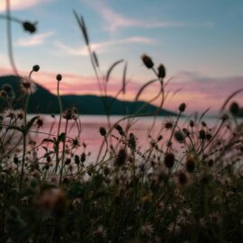The Enchantment of a Twilight Garden