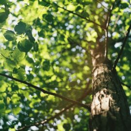 Plants, keep cool and save