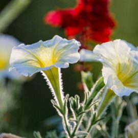 10 Best Bedding Plants