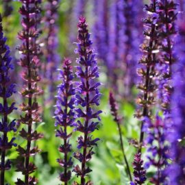 Stunning Salvias