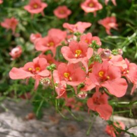Delightful Diascias