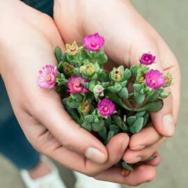 Burst into Spring … with Vygies