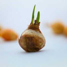 Taking Care of your Flower Bulbs