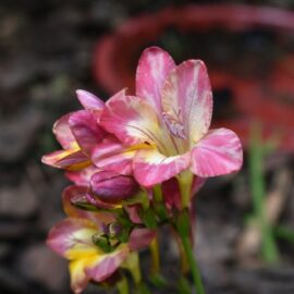 Tips for Beautiful Bulbs