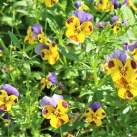 Flowers that brighten up your garden in winter