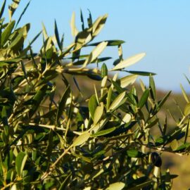 Olive Trees: Mediterranean Magic