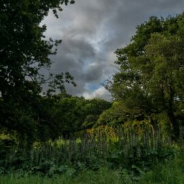 National Arbor Day History