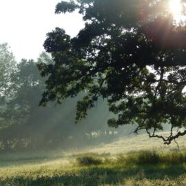 Facts About Trees