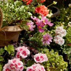 Indigenous Scented Garden