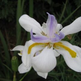 Dietes : Pretty Tough Plants