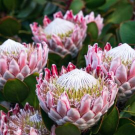 In praise of Proteas