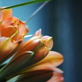 Classical Clivias