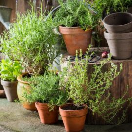 Water Wise – Herb Garden